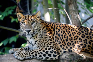 Sri Lanka Seylan Leoparı, Panthera pardus kotiya