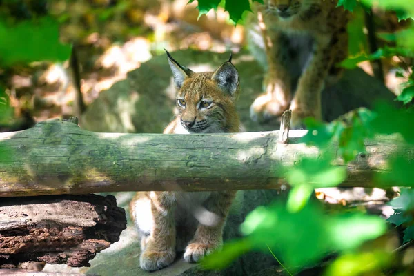 Carino piccolo gattino di Lynx Lynx — Foto Stock