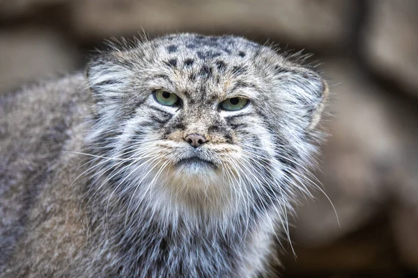 Gatto di Pallade, Otocolobus manul — Foto Stock