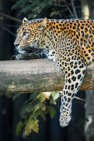 Шрі-Ланка Целон Leopard, Panthera pardus kotiya — стокове фото