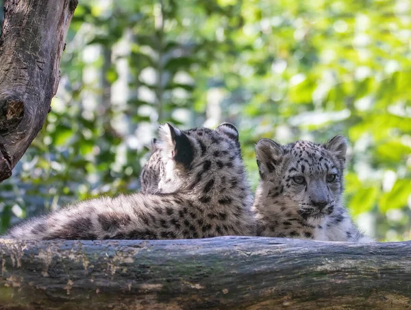 Schattig kitten van Snow Leopard kat, Irbis — Stockfoto