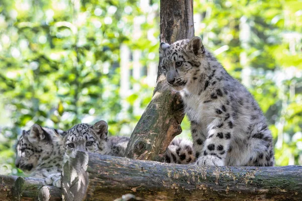 Schattig kitten van Snow Leopard kat, Irbis — Stockfoto