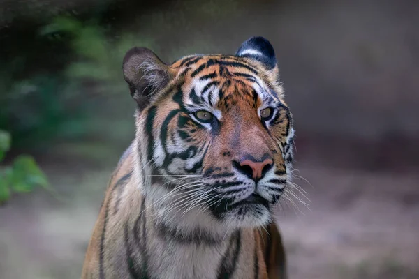 Sumatraanse tijger, panthera tigris sumatrae — Stockfoto