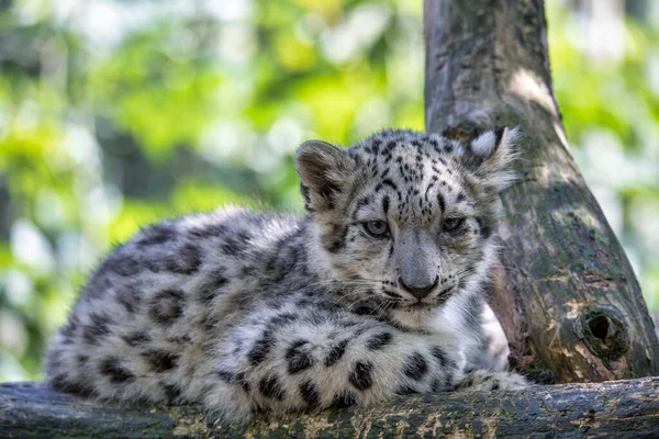Schattig kitten van Snow Leopard kat, Irbis — Stockfoto