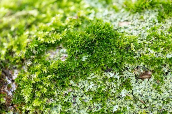 Green moss on the wood macro — ストック写真