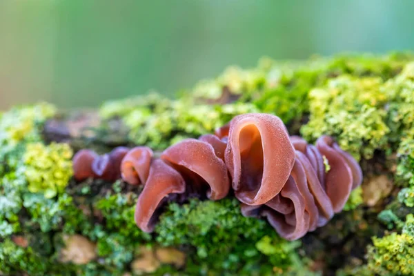 Cogumelos em um tronco de árvore — Fotografia de Stock