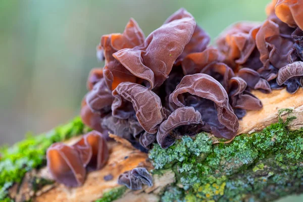 Pilze auf einem Baumstamm — Stockfoto