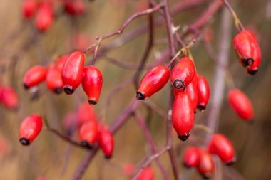 Briar, vahşi kuşburnu çalı