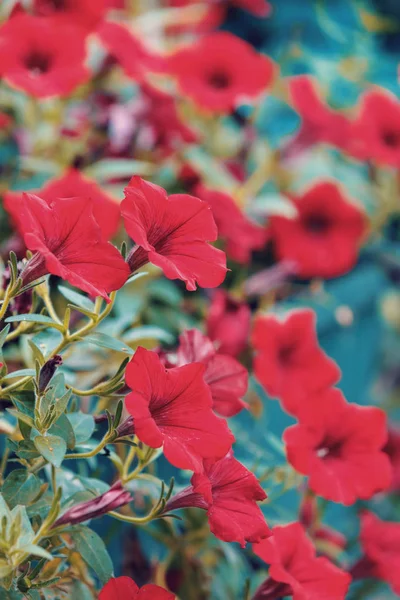Fiore rosso Petunia Surfinia Vein — Foto Stock