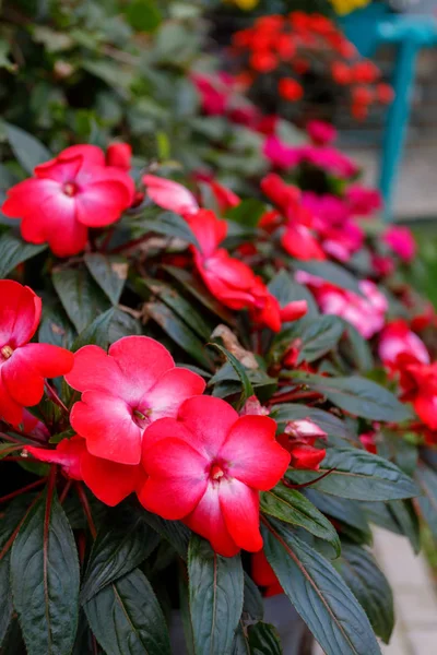 Nueva Guinea roja impatiens flor en macetas — Foto de Stock