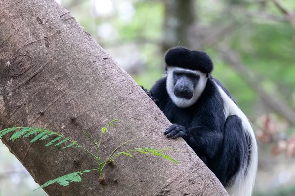 Opice Colobus guereza, Etiopie, Afrika volně žijící zvěř — Stock fotografie