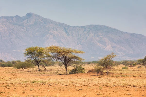 Savanna in the Awash National Park, Ethiopia — стоковое фото