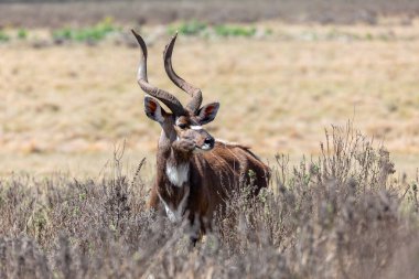 Nyala Dağı, Etiyopya, Afrika geniş yaşamı