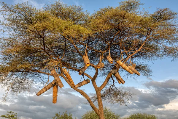 Acacia With Beehives, Ethiopia, Africa — Stock Photo, Image