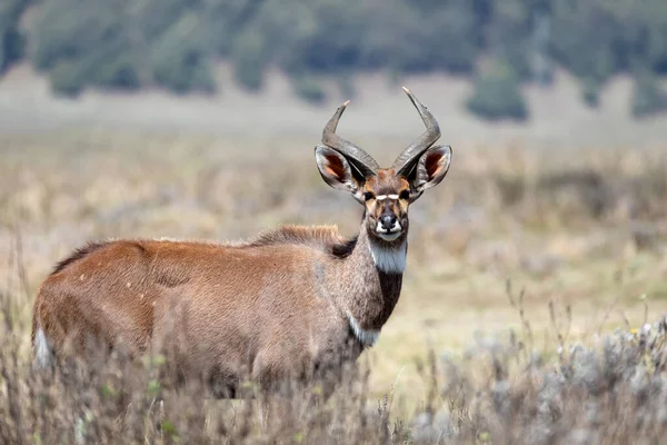 Nyala Dağı, Etiyopya, Afrika geniş yaşamı — Stok fotoğraf