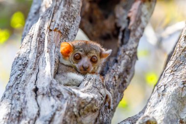 Küçük gece sportif lemur, Madagaskar yaban hayatı