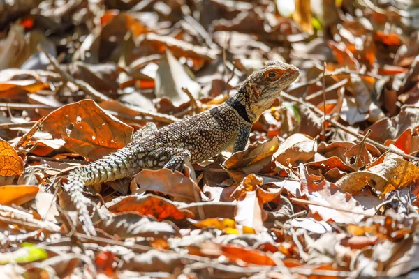 Обыкновенная игуанидная ящерица, Мадагаскар — стоковое фото