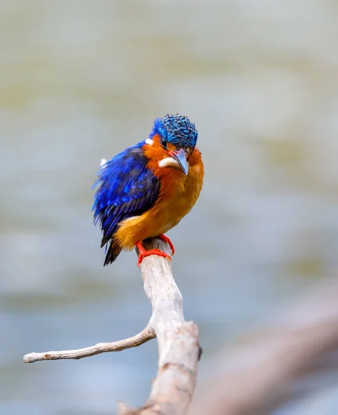 Kingfisher πουλιών, άγρια ζώα του Μαδαγασκάρη — Φωτογραφία Αρχείου