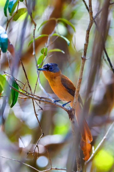 Madagaskar ptačí ráj flycatcher, Terpsiphone mutata — Stock fotografie