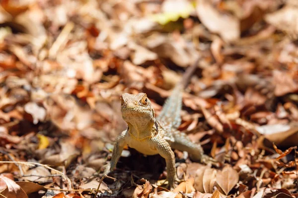 Lagarto iguanida comum, madagáscar — Fotografia de Stock