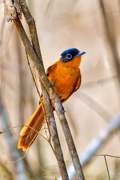 Madagaskar ptačí ráj flycatcher, Terpsiphone mutata — Stock fotografie