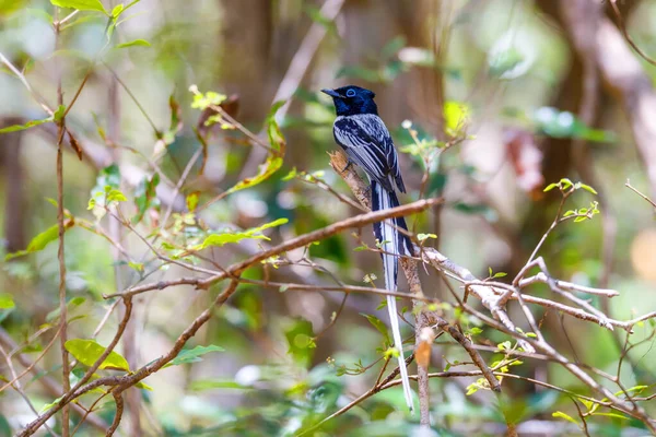 Pássaro de Madagáscar Paraíso-apanhador de moscas, vida selvagem — Fotografia de Stock