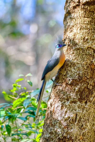 Ptaszek czubaty (Coua cristata) Madagaskar — Zdjęcie stockowe