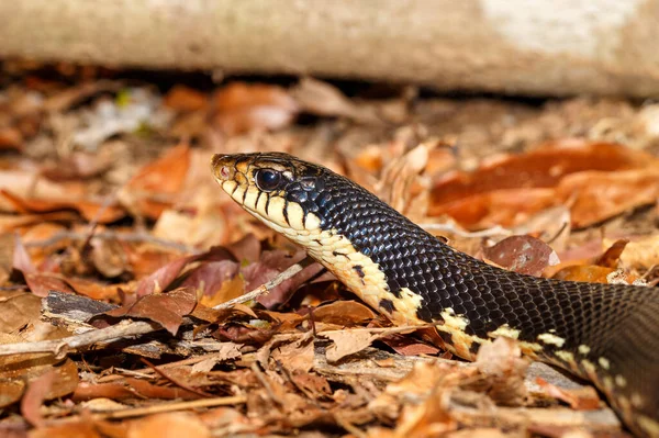 Serpent malgache Museau géant, Madagascar faune — Photo