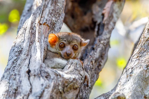 Piccola notte sportiva lemure, Madagascar fauna selvatica — Foto Stock