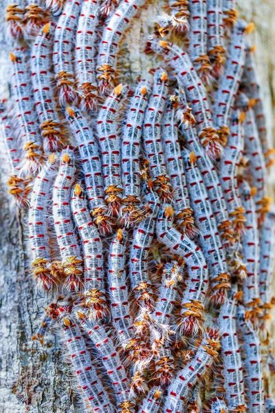 Boty krajka housenky Madagaskar volně žijící zvěř — Stock fotografie