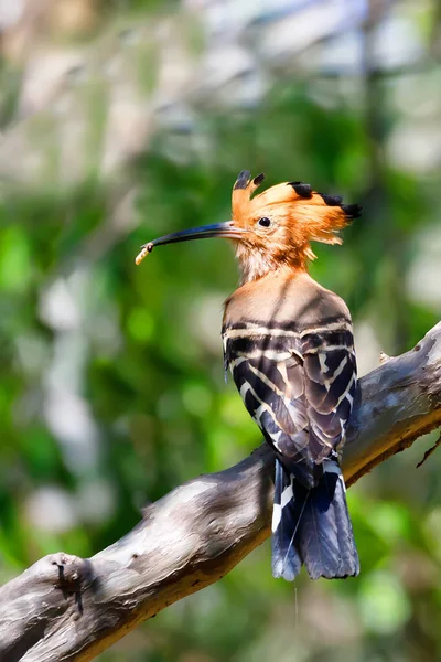 Hoopoe malgache aves silvestres — Foto de Stock