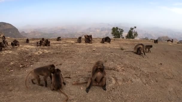 Эндемичная Гелада в горах Симиен, дикая природа Этиопии — стоковое видео