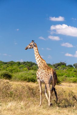 South African giraffe Chobe, Botswana safari clipart