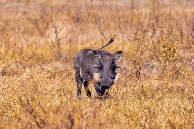 Chobe rezervindeki yaban domuzu, Botswana safarisi vahşi yaşam