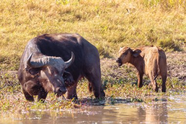 Chobe 'da Buffalo Burnu, Botswana safarisi, vahşi yaşam.