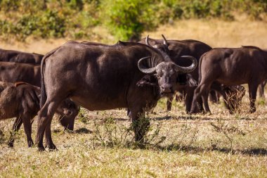 Chobe 'da Buffalo Burnu, Botswana safarisi, vahşi yaşam.