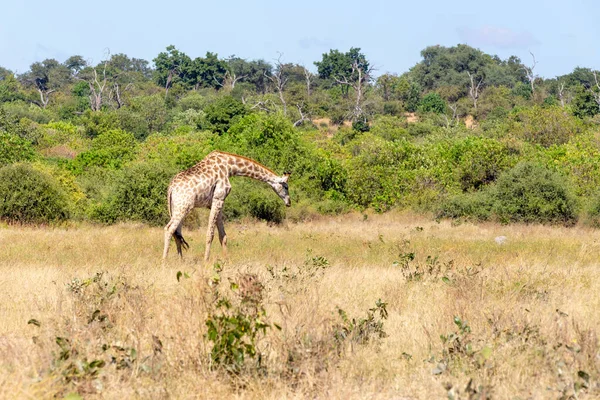 South African giraffe Chobe, Botswana safari — Stock Photo, Image