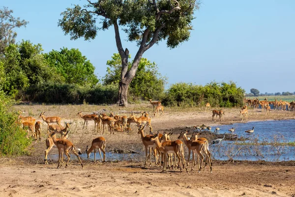 Drinking herd of impala in Chobe, Botswana — Stock Photo, Image