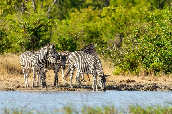 Zebra a bokorban, Botswana Afrika vadvilág — Stock Fotó