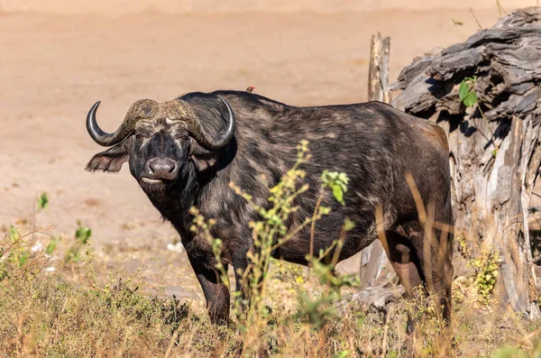 Przylądek Buffalo w Chobe, Botswana safari — Zdjęcie stockowe