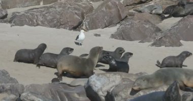 Cape çapraz, Namibya safari yaban hayatı kahverengi kürk mühür büyük kolonisi