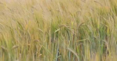 Bahar alan organik tahıl ile