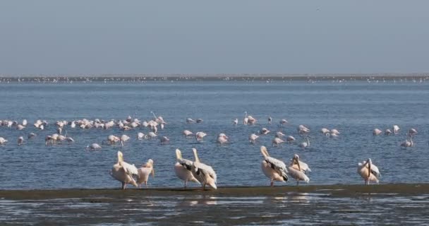 Kolonia pelikanów w zatoce Walvis, Namibia — Wideo stockowe