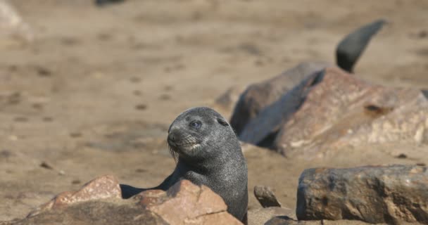 Enorme kolonie van bruin zeebeer in Cape Cross, Namibië safari dieren in het wild — Stockvideo