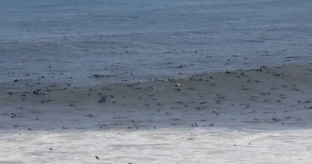 Enorme kolonie van bruin zeebeer in Cape Cross, Namibië safari dieren in het wild — Stockvideo
