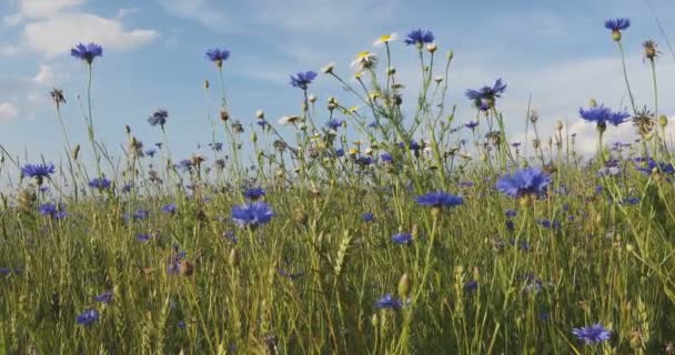 Flores de milho em flor, Centaurea Cyanus — Vídeo de Stock