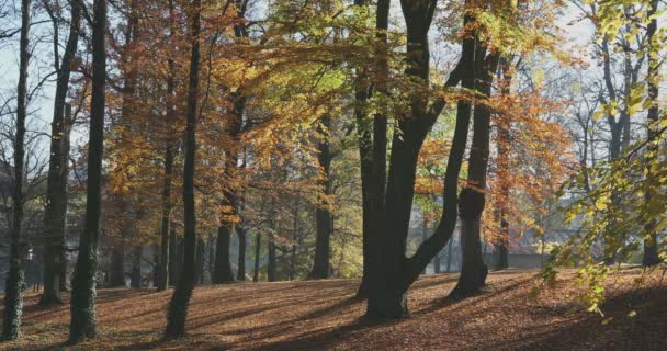 Herbst im Park, Herbst-Konzept — Stockvideo