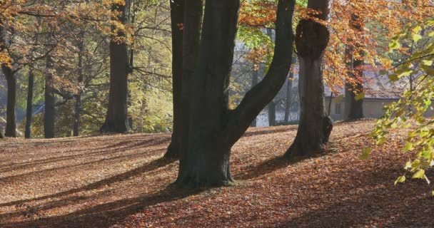 공원의 가을, 가을 개념 — 비디오