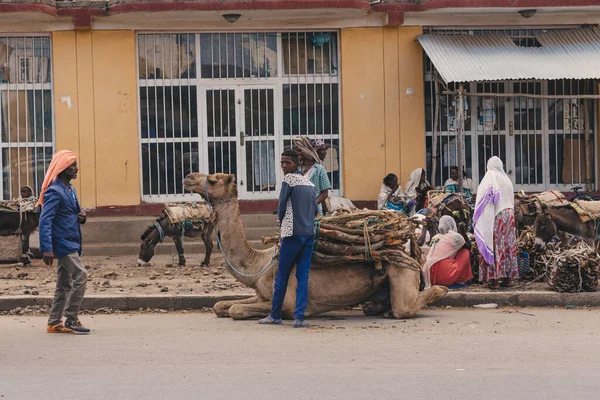 Axum Etiopía Abril 2019 Etiopía Vende Leña Cargada Burros Sucios —  Fotos de Stock