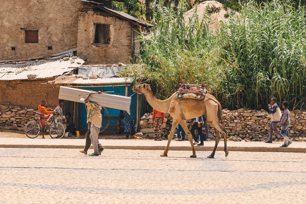 Axum Ethiopia Απριλίου 2019 Άνθρωπος Καμήλα Στο Κέντρο Του Aksum — Φωτογραφία Αρχείου